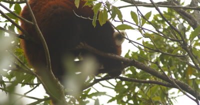 Red panda (Ailurus fulgens) also called the lesser panda, the red bear-cat, and the red cat-bear, is a mammal native to the eastern Himalayas and southwestern China.
