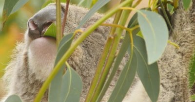 Koala eating eucalyptus leaves. The koala is an arboreal herbivorous marsupial native to Australia and is one of the only mammals that can survive on a diet of eucalyptus leaves.  It is the only extant representative of the family Phascolarctidae. (Phascolarctos cinereus)