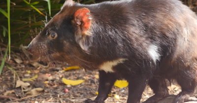 Tasmanian devil (Sarcophilus harrisii) is a carnivorous marsupial of the family Dasyuridae, now found in the wild only on the Australian island state of Tasmania.