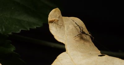 Spider courtship display of the Aussie Bronze Jumper spider. The male Helpis spp spider uses it's front legs to catch the attantion of the female spider -  Helpis minitabunda (Salticidae)