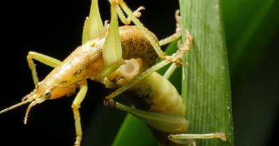 Cricket Insect Mating Order Orthoptera This footage shows crickets mating by transferring a spermatophore from male to female. Crickets do their mating in the late summer. They lay their eggs in the fall. 