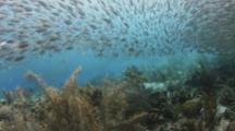 Tarpon Swim Through Bait Ball Over Shallow Reef