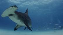 Great Hammerhead Shark Swims Along Sand Bottom With Nurse Shark