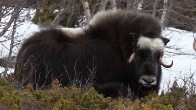 A female Muskox in the trees,Norway