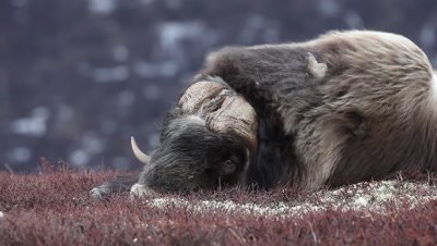 Muskox sleeping in the wind,Norway