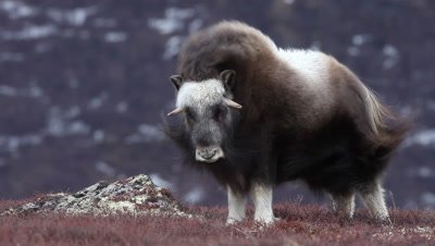 The Muskox's fur in the wind,Norway