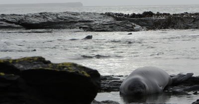 Southern elephant seals bathing in shallow water,Falkland islands