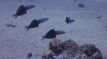Mid-Shot Of Four Blackfin Dartfish 