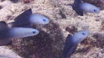 Close Up Of Four Blackfin Dartfish 