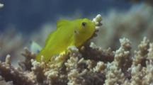 Close Up Of Citron Coral Goby Atop Table Coral