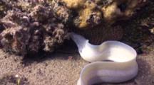 Grey Moray Eel Free Hunting In Artificial Reef