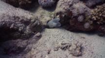 Two Grey (Peppered) Moray Eels In Hole On Coral Reef