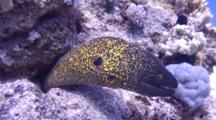 Yellowmargin Moray Eel With Scuba Divers