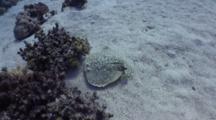 Wide Angle Shot Of Torpedo (Electric) Ray Swimming Toward Coral Heads