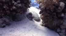 Wide Angle Shot Of Torpedo (Electric) Ray Burying Itself Between Coral Heads