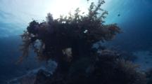 Wide Angle Around Beautiful Soft Coral On Hard Coral Bombie