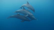 Wide Angle Tracking Shot Of Bottlenose Dolphins Pod Circling