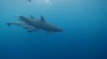Wide Angle Tracking Shot Of Bottlenose Dolphin Mother And Calf With Snorkeller Enetering Frame