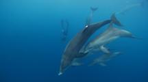 Wide Angle Tracking Shot Of Bottlenose Dolphin Pod With Freediver In Background