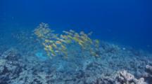 Wide Angle Tracking Shot Of Red Sea Goatfish Over Coral Reef