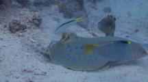 Mid Shot Of Bluespotted Stingray Feeding In Sand. Joined By Chequerboard Wrasse, Abudjubbe Wrasse And Red Sea Goatfish