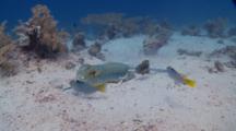 Exit Shot Of Bluespotted Stingray Feeding In Sand. Joined By Chequerboard Wrasse, Abudjubbe Wrasse And Red Sea Goatfish