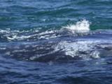 A Pair Of Gray Whales Move Close To Observation Boat