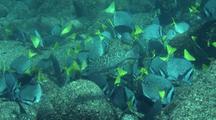 Yellowtail Surgeonfish Feeding Frenzy