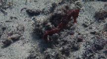 Pacific Seahorse On Sandy Bottom