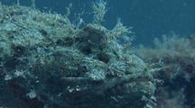 Closeup Of Stone Scorpionfish On Wreck