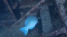 Bluechin Parrotfish Feeding On Ship Wreck