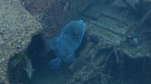 Blunthead Triggerfish Leaving A Shipwreck