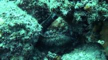 Free Swimming Jewel Moray Eel Through Rocky Reef