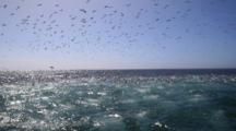 Seals, Gannets And  Common Dolphins Diving And Hunting For Sardines On Small Baitball