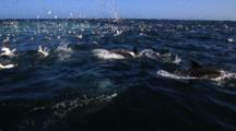 Huge Flock Cape Gannets Plunge Diving And Common Dolphins Diving And Hunting For Sardines On Small Baitball