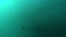 Shark Swims Below Baitball Underwater