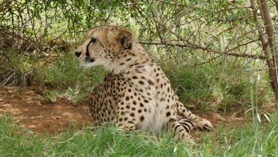 Captive Cheetah interacts with people