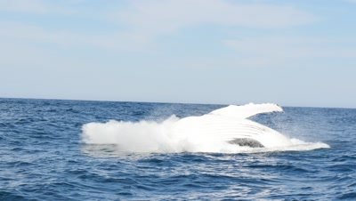 Humpback Whale swim and breach ,Sardine Run