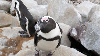African Penguin Colony on Rocky Coast,one attacks camera