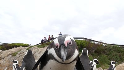 Tourists Above African Penguin Colony on Rocky Coast