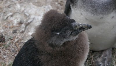 African Penguin Chick