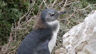 African Penguin chick