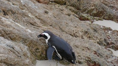 African Penguins Struggle to climb up slope