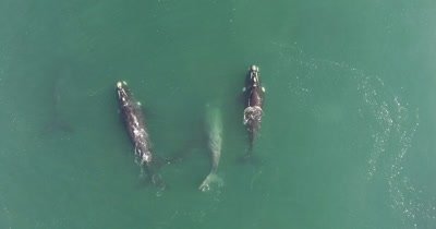 Southern Right Whales by drone in Hermanus SA