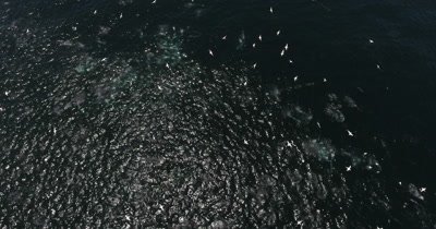 Drone Common Dolphins and Gannets forming Baitballs