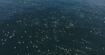 Drone Common Dolphins and Gannets forming Baitballs