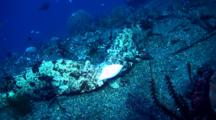 Two brown-marbeled grouper (Epinephelus fuscoguttatus) eating pufferfish