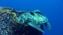 Green Sea Turtle (Chelonia Mydas) Sleeping In Giant Barrel Sponge