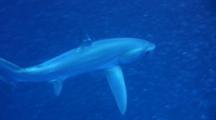 Bigeye Thresher Shark (Alopias Superciliosus) Swimming Into School Of Silverside Fishes