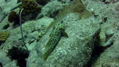 Long-fined grouper (Epinephelus quoyanus)